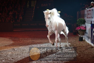 Dansk varmblod hingstekåring.
galashow
