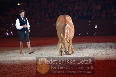 Dansk varmblod hingstekåring.
galashow
