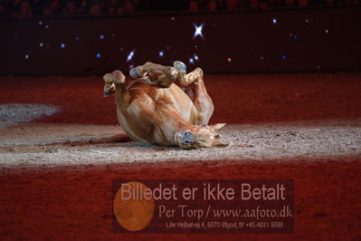 Dansk varmblod hingstekåring.
galashow
