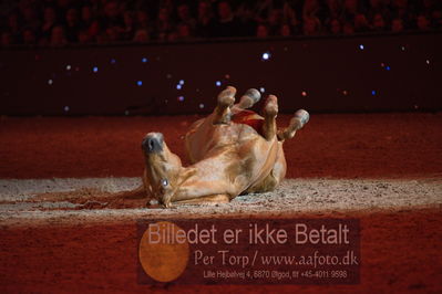 Dansk varmblod hingstekåring.
galashow
