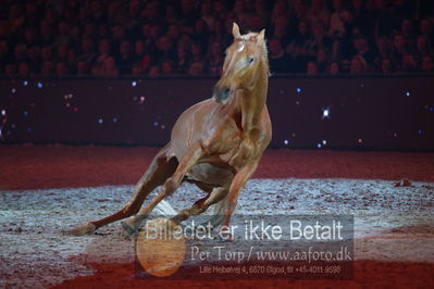 Dansk varmblod hingstekåring.
galashow
