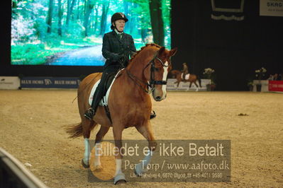 Dansk varmblod hingstekåring.
galashow
