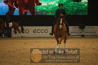 Dansk varmblod hingstekåring.
galashow
