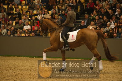 Dansk varmblod hingstekåring.
galashow
