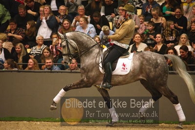 Dansk varmblod hingstekåring.
galashow
