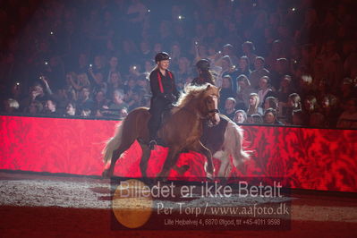 Dansk varmblod hingstekåring.
galashow
