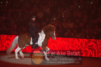 Dansk varmblod hingstekåring.
galashow
