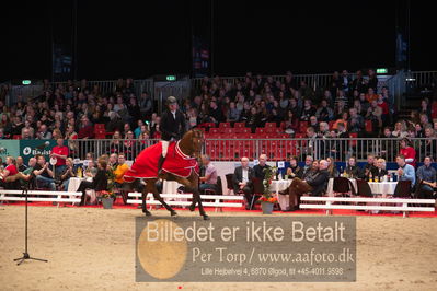 Dansk varmblod hingstekåring.
Nøgleord: alexander lundggard kjeldsen;up tp date;lap of honour