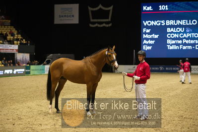 Dansk varmblod hingstekåring.
Nøgleord: vong's brunello