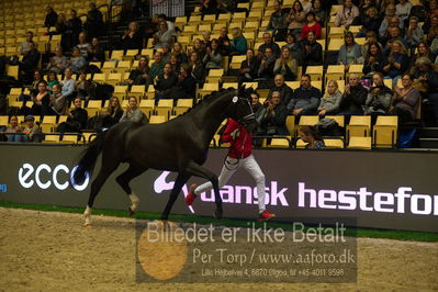 Dansk varmblod hingstekåring.
Nøgleord: anders hoeck;prinssese bennedikte;hesselhøj skyfall