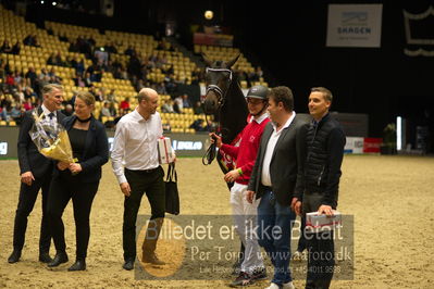 Dansk varmblod hingstekåring.
