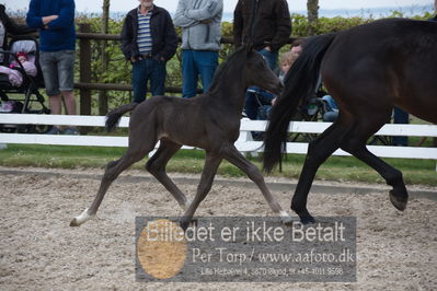 benthus 2019
Billeder fra åbenthus
Nøgleord: floriscount føl;anette toft jensen