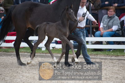 benthus 2019
Billeder fra åbenthus
Nøgleord: floriscount føl;anette toft jensen