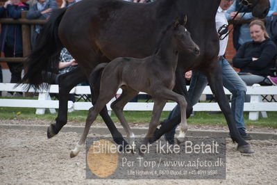 benthus 2019
Billeder fra åbenthus
Nøgleord: floriscount føl;anette toft jensen