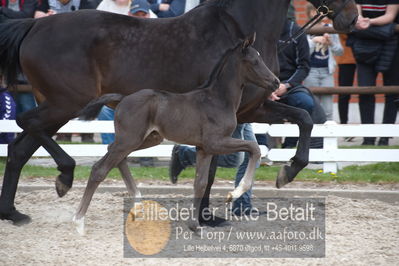 benthus 2019
Billeder fra åbenthus
Nøgleord: floriscount føl;anette toft jensen