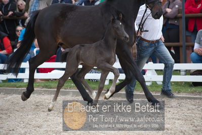 benthus 2019
Billeder fra åbenthus
Nøgleord: floriscount føl;anette toft jensen