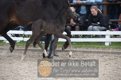 benthus 2019
Billeder fra åbenthus
Nøgleord: floriscount føl;anette toft jensen