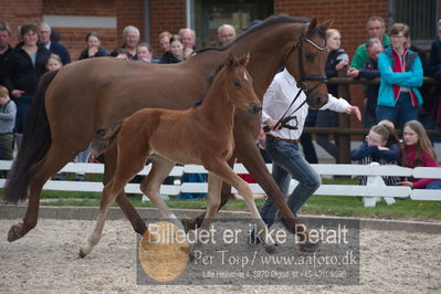 benthus 2019
Billeder fra åbenthus
Nøgleord: chackfly føl