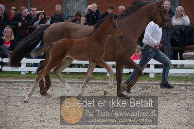 benthus 2019
Billeder fra åbenthus
Nøgleord: chackfly føl