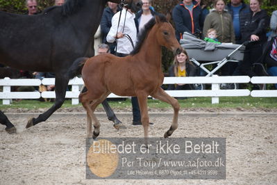 benthus 2019
Billeder fra åbenthus
Nøgleord: olympus føl;peter skikkild