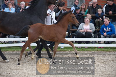 benthus 2019
Billeder fra åbenthus
Nøgleord: olympus føl;peter skikkild