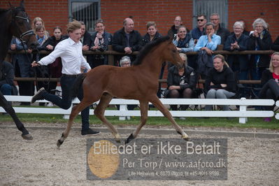 benthus 2019
Billeder fra åbenthus
Nøgleord: olympus føl;peter skikkild