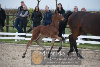 benthus 2019
Billeder fra åbenthus
Nøgleord: crelido føl;jette t thomasen