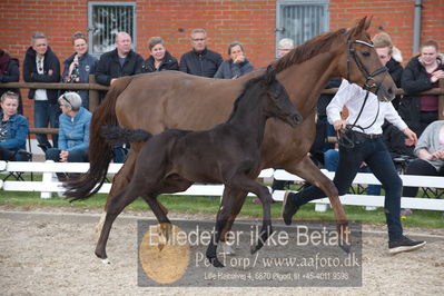 benthus 2019
Billeder fra åbenthus
Nøgleord: freestyle føl