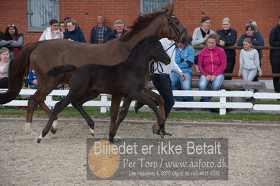 benthus 2019
Billeder fra åbenthus
Nøgleord: freestyle føl