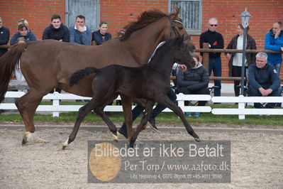 benthus 2019
Billeder fra åbenthus
Nøgleord: freestyle føl