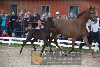 benthus 2019
Billeder fra åbenthus
Nøgleord: freestyle føl