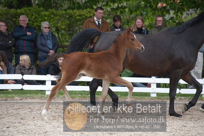 benthus 2019
Billeder fra åbenthus
Nøgleord: donkey boy føl