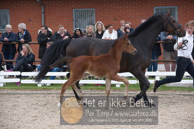 benthus 2019
Billeder fra åbenthus
Nøgleord: donkey boy føl