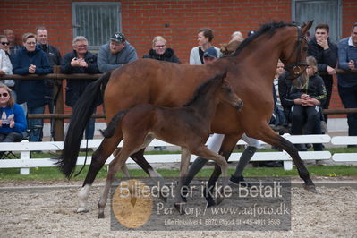 benthus 2019
Billeder fra åbenthus
Nøgleord: donkey boy føl