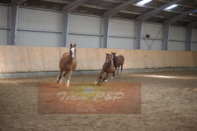 hoppekåring 2019
Nøgleord: red duchess gb