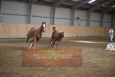 hoppekåring 2019
Nøgleord: red duchess gb