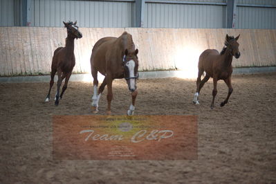 hoppekåring 2019
Nøgleord: red duchess gb