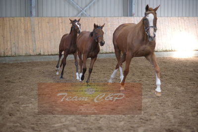 hoppekåring 2019
Nøgleord: red duchess gb