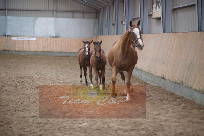 hoppekåring 2019
Nøgleord: red duchess gb