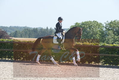 Blue Hors Dressurchampionat 2019 3års
Billeder fra stævnet
Nøgleord: svalegårds hot zalina;mette riisager