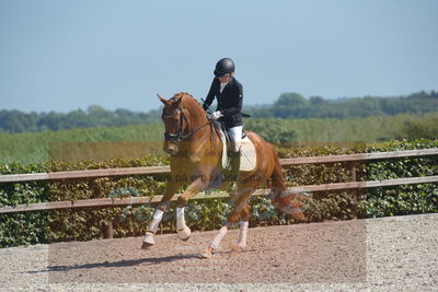 Blue Hors Dressurchampionat 2019 3års
Billeder fra stævnet
Nøgleord: zalsa;anette laugde jørgensen