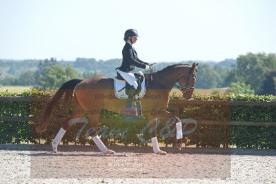 Blue Hors Dressurchampionat 2019 3års
Billeder fra stævnet
