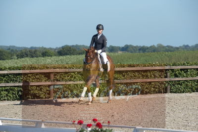 Blue Hors Dressuchampionat 2019 4års
Billeder fra stævnet
Nøgleord: peggy sue nexen;sunnova harneshaug