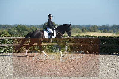 Blue Hors Dressuchampionat 2019 4års
Billeder fra stævnet
Nøgleord: evo shubidoo;betina laisbo