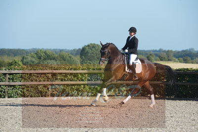 Blue Hors Dressuchampionat 2019 4års
Billeder fra stævnet
Nøgleord: loboss flaceur;janni rosenkjær brolund