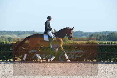 Blue Hors Dressuchampionat 2019 4års
Billeder fra stævnet
Nøgleord: lohmanns sivano;bruno christian nielsen