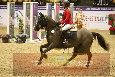 Showjumping
Nord-vest cup åpny 3-2-1
Nøgleord: mie bergsaker;auburn bobby III