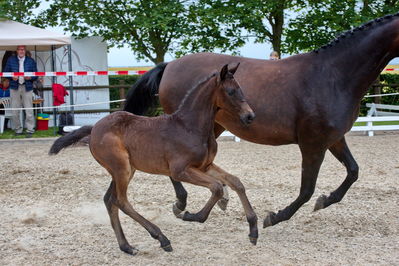 følchampionat 2019
Billeder fra følchampionat 2019
Nøgleord: olympia