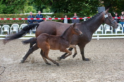 følchampionat 2019
Billeder fra følchampionat 2019
Nøgleord: olympia