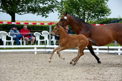 følchampionat 2019
Billeder fra følchampionat 2019
Nøgleord: kammersgaard's olympia